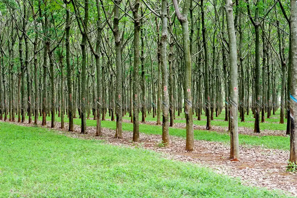 Rubber trees plantations
