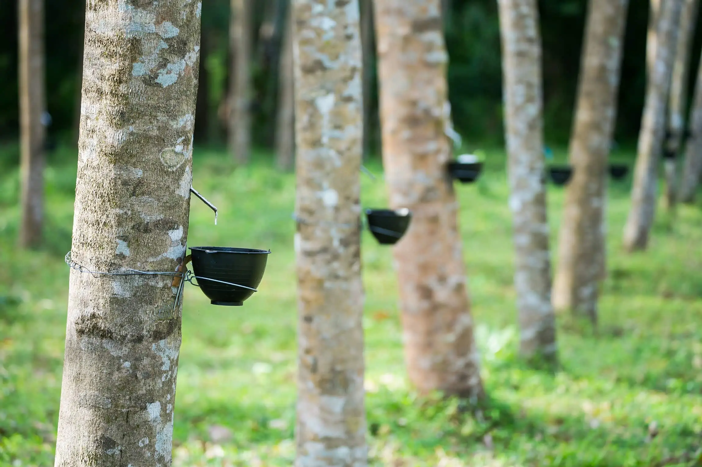 Production of our gloves start from rubber tree plantations found in Asia